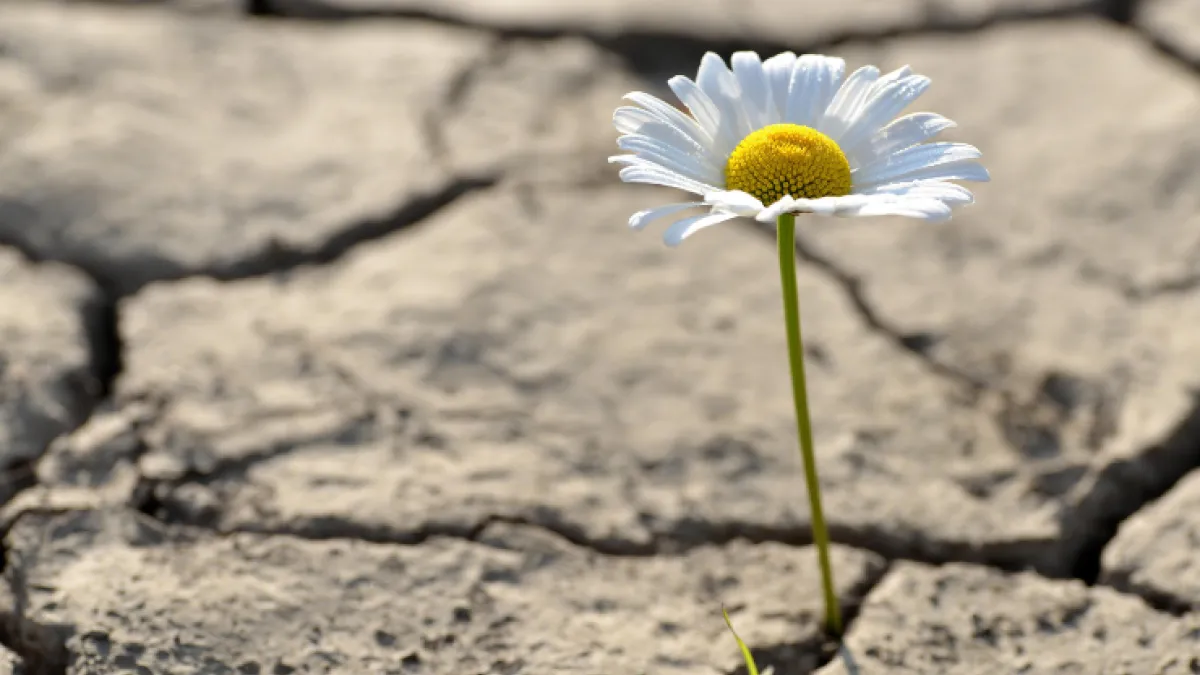 Photo of daisy growing out of cracked soil