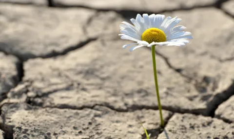 Photo of daisy growing out of cracked soil